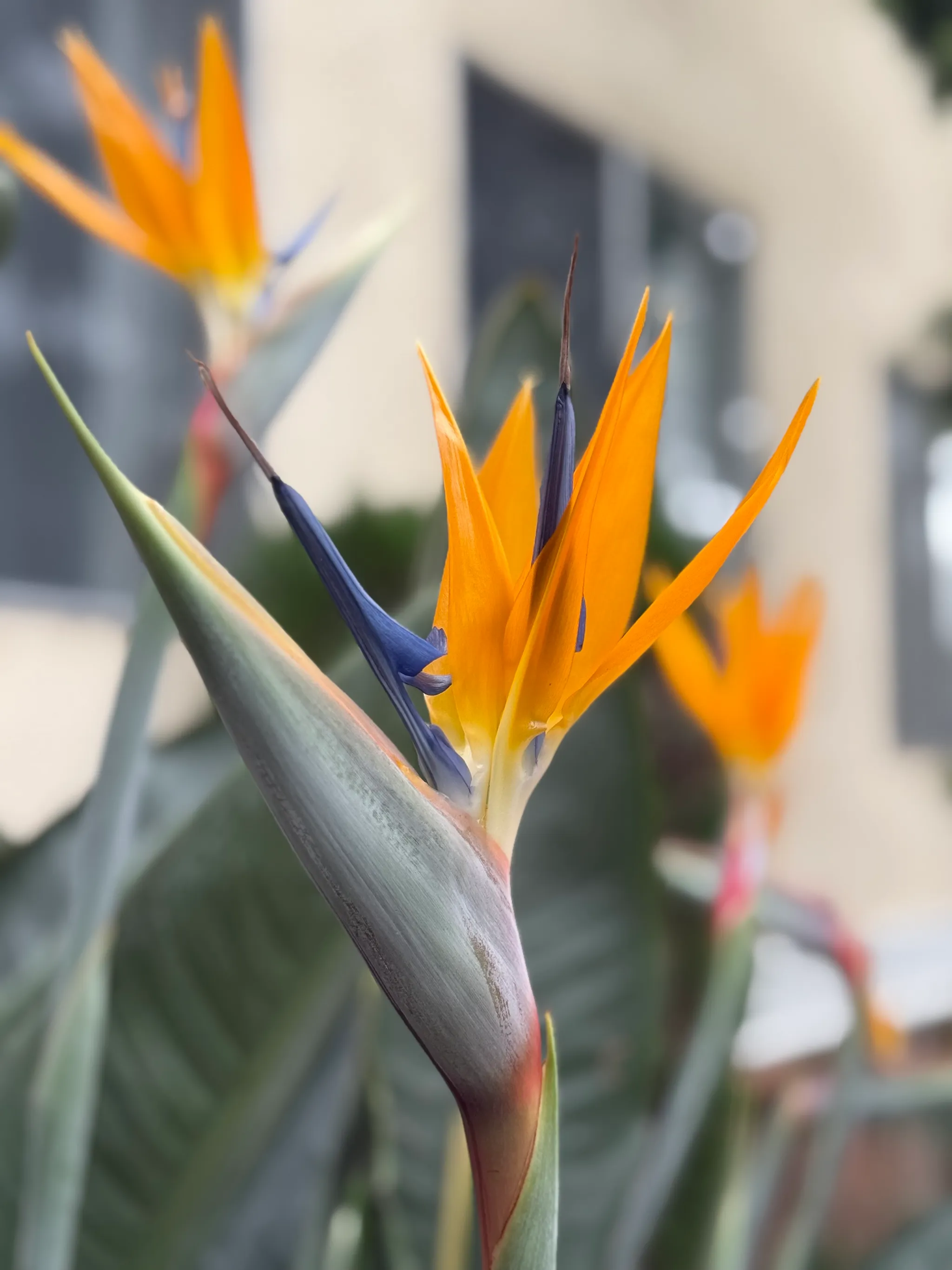 A gorgeous Bird of Paradise.