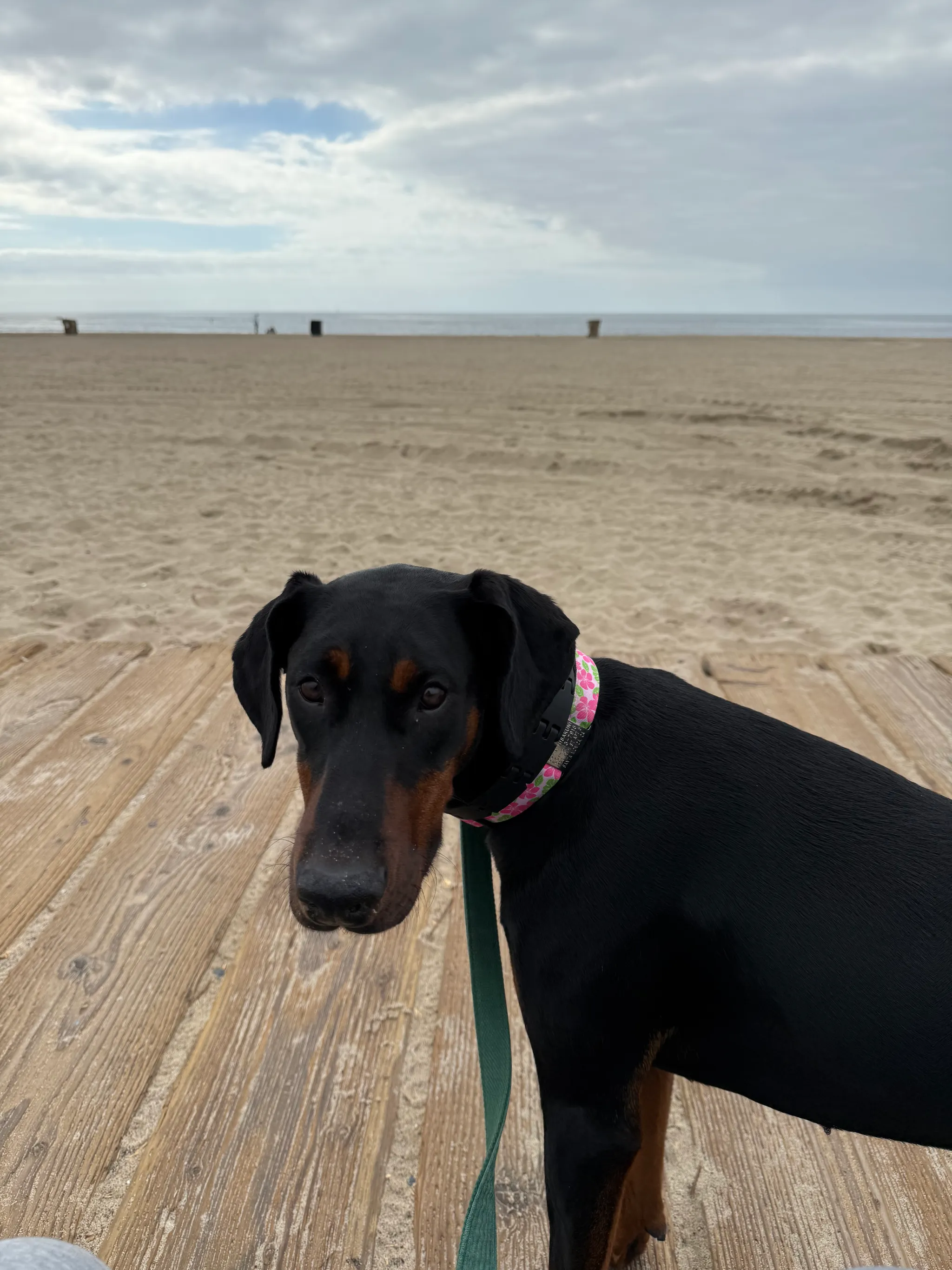 Miss Lady at the Santa Monica beach and a gorgeous Bird of Paradise.