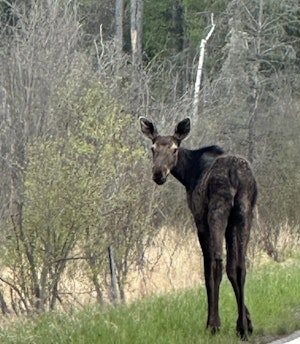 Moose